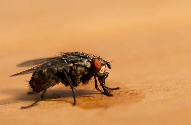 [VIDEO] Cum arata interiorul unei muste in timpul zborului