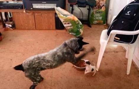  Video  Cine este seful? Un Chihuahua se lupta pe mancare!