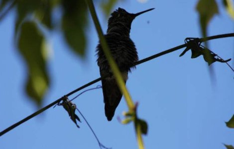 Ziua Pasarilor, sarbatorita pe 6 aprilie, la Muzeul Satului din Capitala