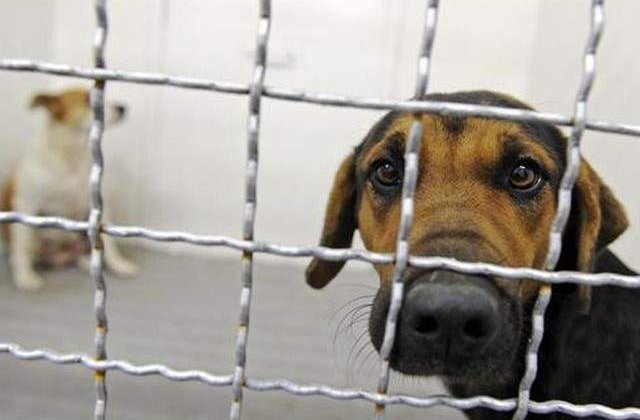 Localnicii unei insule din Marea Irlandei trimit ajutoare pentru cainii vagabonzi din Romania