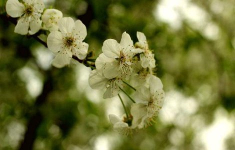  Top  Meteo: Starea vremii in urmatoarele doua saptamani