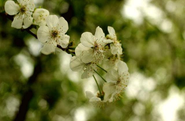 Meteo: Starea vremii in urmatoarele doua saptamani