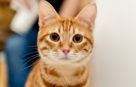 Sterilizarea animalelor de companie: Importanță și beneficii