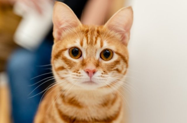 Sterilizarea animalelor de companie: Importanță și beneficii