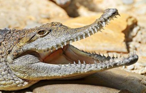 Crocodilul Harry va prezice rezultatul alegerilor din Australia