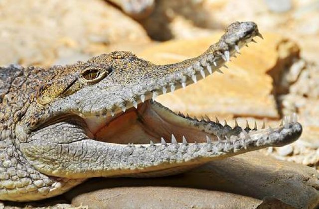 Crocodilul Harry va prezice rezultatul alegerilor din Australia