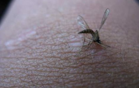 Grecia, panicata de virusul West Nile