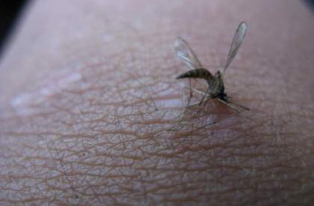 Grecia, panicata de virusul West Nile