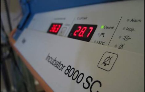 Incubatoarele de la Giulesti, duse la expertiza