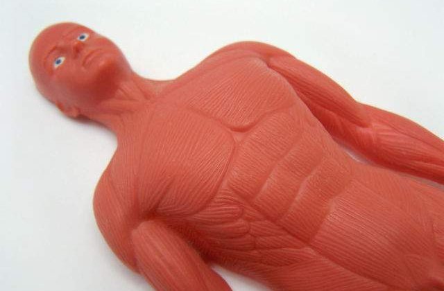 Cercetatorii americani au creat tesutul muscular care se poate vindeca singur