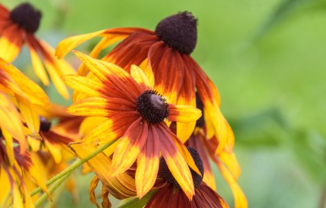  Top  Plante care nu ar trebui să lipsească din grădina ta