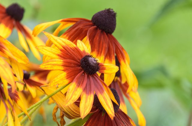 Plante care nu ar trebui să lipsească din grădina ta