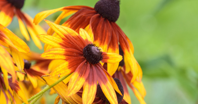  Top  Plante care nu ar trebui să lipsească din grădina ta