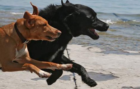 Cainii militari poarta veste de racire in Afganistan