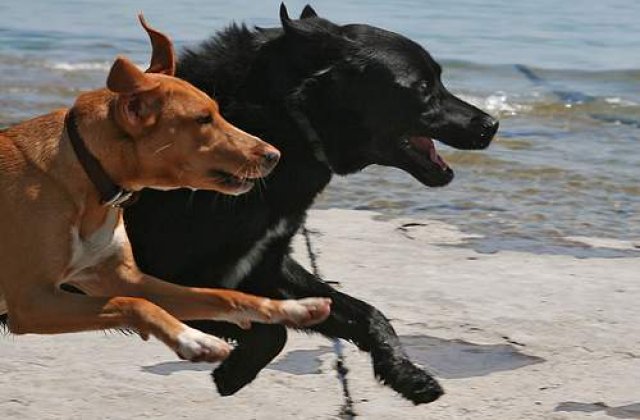 Cainii militari poarta veste de racire in Afganistan