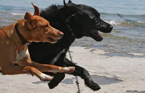 Cainii militari poarta veste de racire in Afganistan