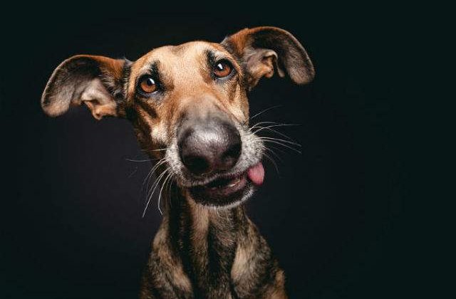 Portrete exceptionale cu cel mai bun prieten al omului