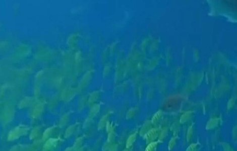  Video  Cel mai mare acvariu din lume, inaugurat in China