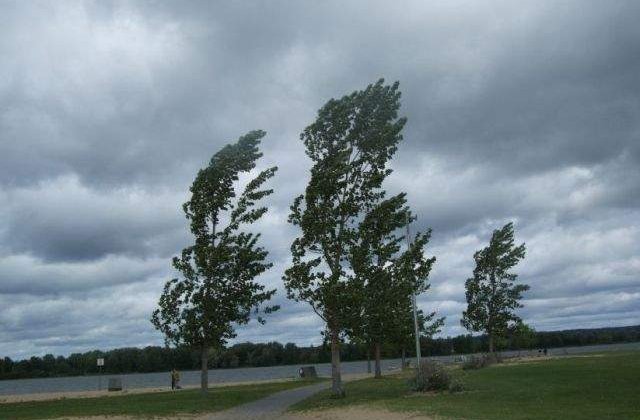ANM: Sapte judete se afla sub cod galben de vant