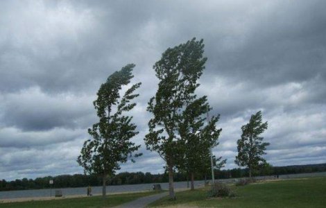 ANM: Sapte judete se afla sub cod galben de vant