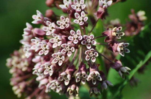 Descoperire incredibila: Tutunul, o posibila solutie pentru a invinge cancerul