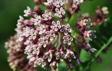 Descoperire incredibila: Tutunul, o posibila solutie pentru a invinge cancerul