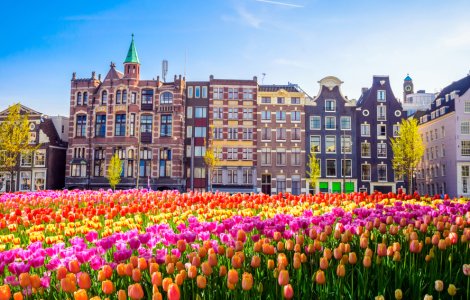  Top  Locuri în care poți vedea lalelele în Olanda