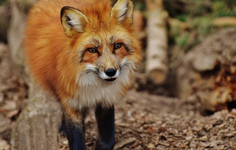 O vulpe a provocat emoții la Washington: a mușcat 9 persoane, printre care și un congresman