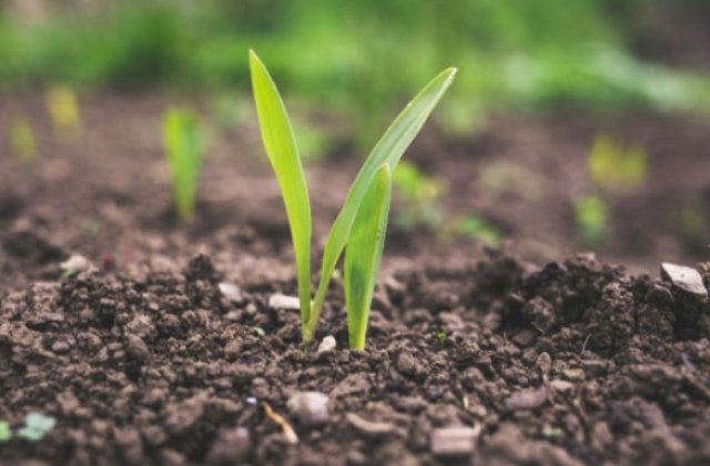 Primii pași în cultivarea cerealelor. Iată tot ce trebuie sa știi!