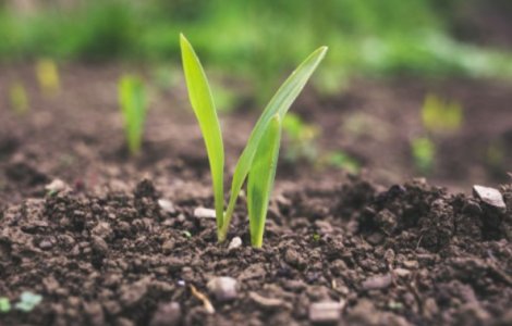 Primii pași în cultivarea cerealelor. Iată tot ce trebuie sa știi!