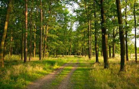 Proiectile neexplodate intr-o padure din Harghita