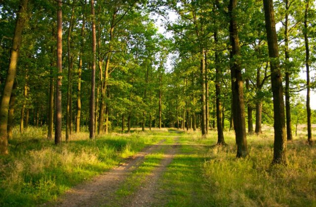 Proiectile neexplodate intr-o padure din Harghita