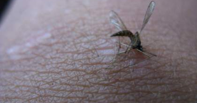 Rusia: Virusul West Nile a provocat moartea a 5 persoane