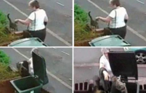  Video  O pisica a trait 15 ore de cosmar