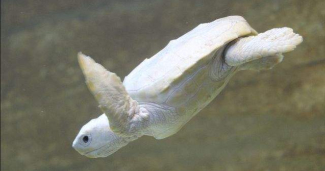  Video  Cum arata un pui de broasca testoasa albinos