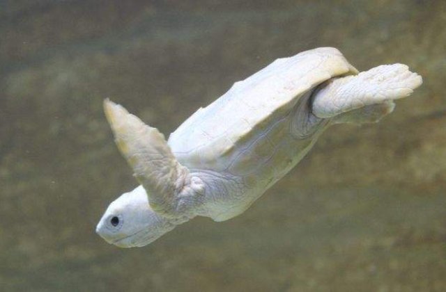 [VIDEO] Cum arata un pui de broasca testoasa albinos