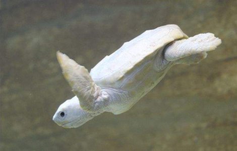  Video  Cum arata un pui de broasca testoasa albinos