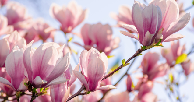  Top  Unde poți găsi cele mai frumoase magnolii din București