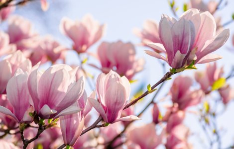  Top  Unde poți găsi cele mai frumoase magnolii din București