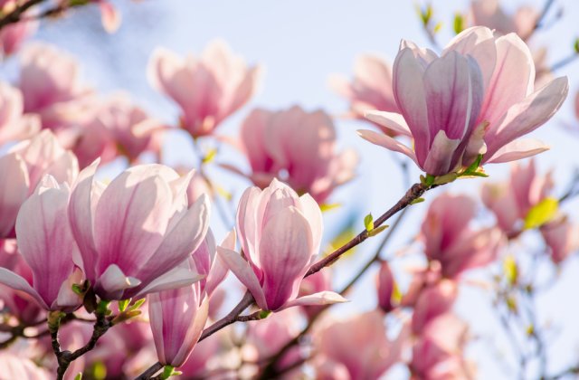 Unde poți găsi cele mai frumoase magnolii din București