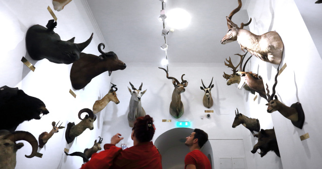 Poliția spaniolă confiscă una dintre cele mai mari cantități de animale împăiate din Europa