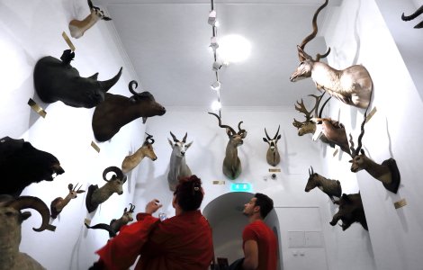 Poliția spaniolă confiscă una dintre cele mai mari cantități de animale împăiate din Europa