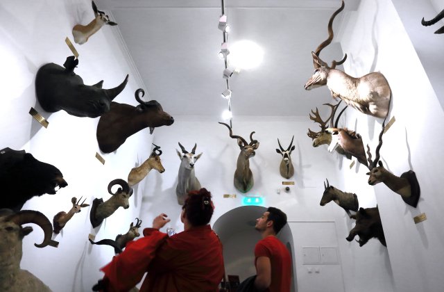 Poliția spaniolă confiscă una dintre cele mai mari cantități de animale &icirc;mpăiate din Europa 