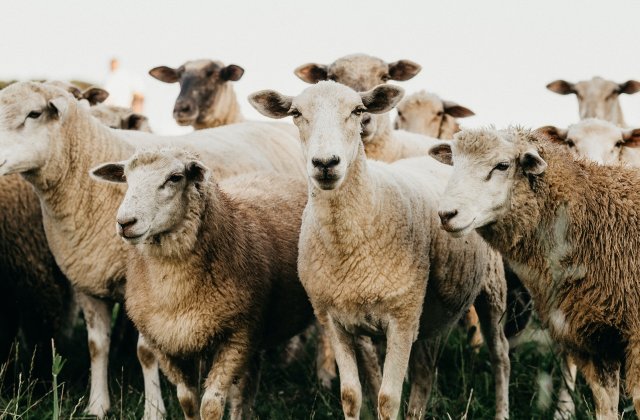 temperature empty Fifth Epidemie de scrapie la o fermă cu 2.000 de oi din Galați