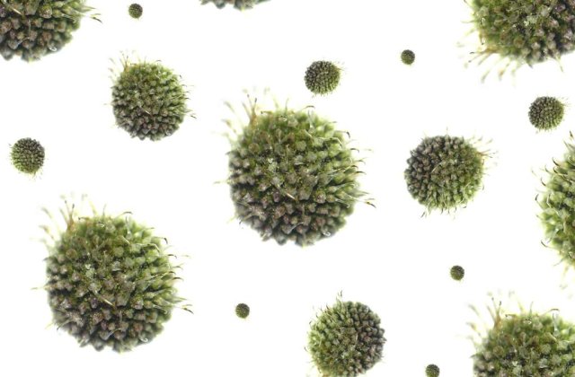 Transmite virusul HIV cu buna stiinta