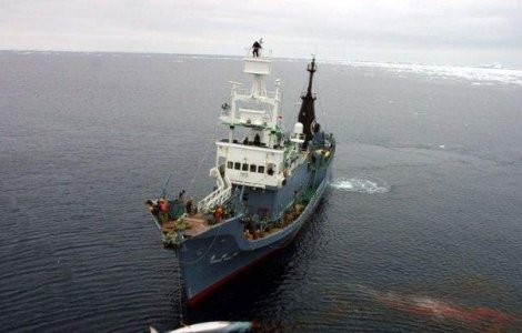 Peste 250 de balene, ucise de japonezi in Antarctica