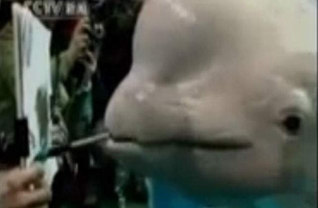 [VIDEO] China: O beluga alba s-a apucat de pictat