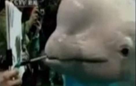  Video  China: O beluga alba s-a apucat de pictat