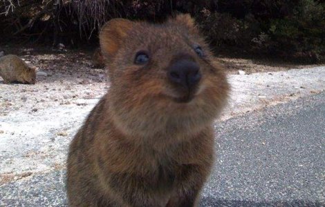  Foto  Quokka, cel mai fericit animal din lume