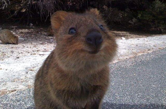 [FOTO] Quokka, cel mai fericit animal din lume